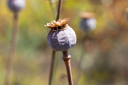 Dark poppy flower box with ripe and dried seeds of black colorの写真素材