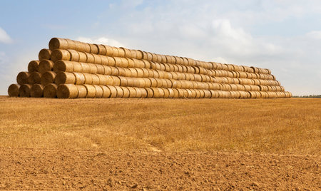 Stacked together in a huge stack of cylindrical rolls of straw for storage during the winter, the...