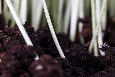 Rows of new young wheat growing on fertile soil, close-up