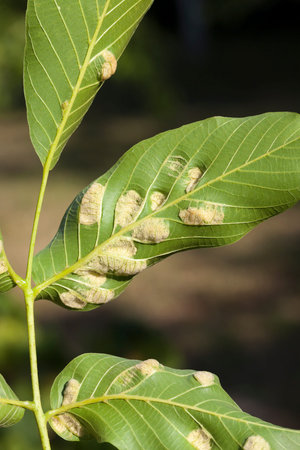 Struck foliage walnut mites, from which the walnut begins to deteriorate, closeup, summer