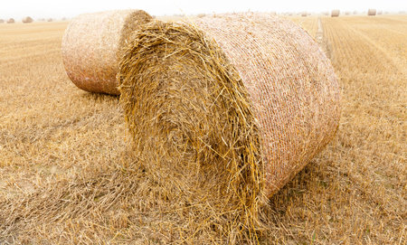 cylindrical bales of straw after harvest of cereals, close-up on a foggy morning