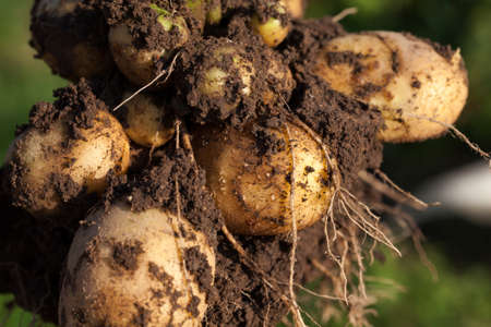 dug from the soil tubers of yellow potatoes with ripe large and small potatoes, fresh young potatoes of early ripening, summer, closeupの写真素材