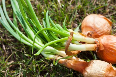 Sprouted orange onion and not planted in soil, closeupの写真素材