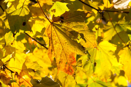 yellow maple leaves growing on a tree branch, Photo closeup