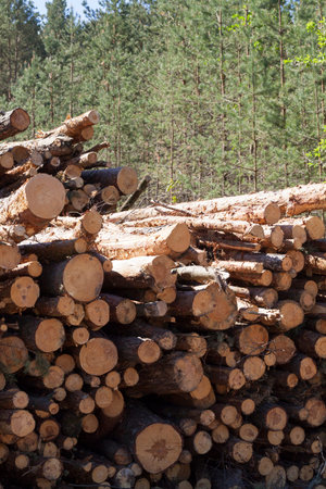 young pine trees with brown bark felled and cut down for wood, close-up