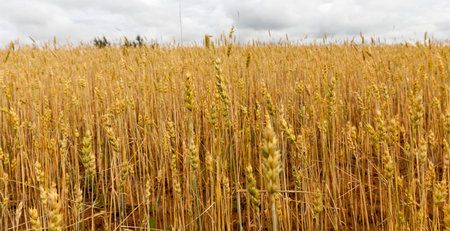 Yellow and orange wheat field with a ripe harvest of wheat in the summer season, in the background...