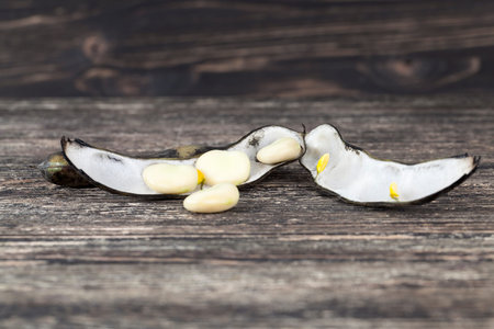 Black dry pods of a matured bean with seeds on a table in a rustic kitchen, closeup