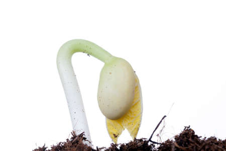 A young green bean plant growing from the soil, closeupの写真素材