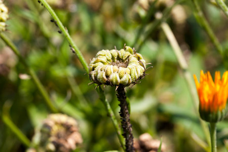 The faded flowers of marigold in which the seeds begin to be tied, from which they can make...