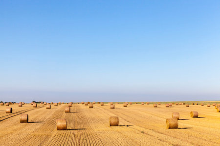 twisted stacks of straw after harvesting barley in the summer, landscape