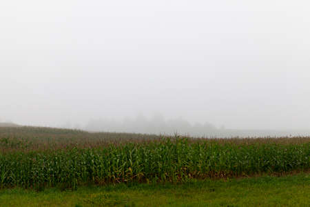 field with green corn on a foggy morning and cloudy weather on an agricultural fieldの写真素材