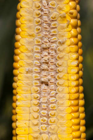cut corn cob, internal structure and structure of yellow grains, covered with juiceの写真素材