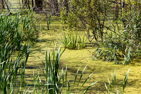 Growing on a dirty swampy trees and grass in sunny weather
