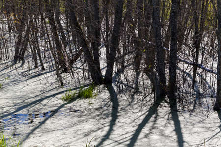 marshy territory with trees, sunny weather with shadows from plantsの写真素材