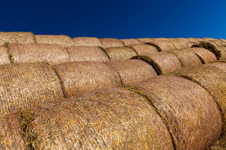 packaged in nylon nets straw of wheat after harvest, blue sky, summer time of year