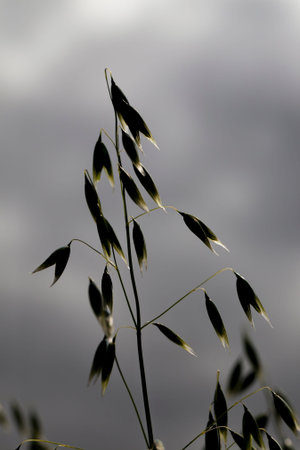 Dark, unlighted spikelets of oats with grains on the background of gray sky