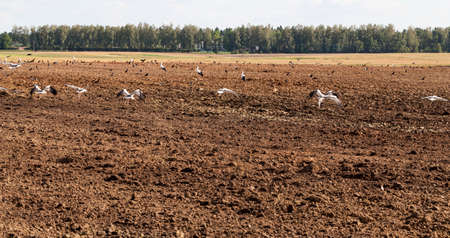 a large flock of white stork sits on the edge of a plowed field and eats a worm and a frog excavated from the earthの写真素材