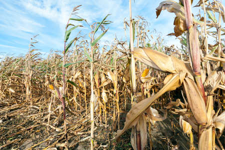 ripe yellow dried corn growing in an agricultural fieldの写真素材