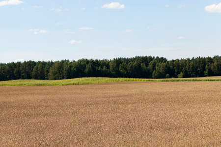landscape of the agricultural field on which grows green corn and other plantsの写真素材