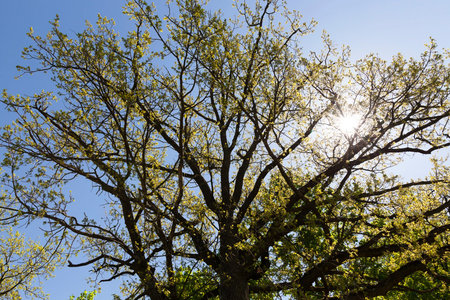 young foliage on a tree in the spring, the beginning of warmingの写真素材