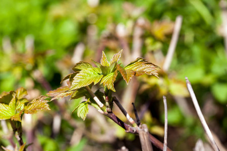 New sprouted sprouts and leaves of shrubs during the spring warming