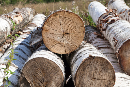 a bunch of old cracked birch trunk after cutting for logging, lie before processing in industry