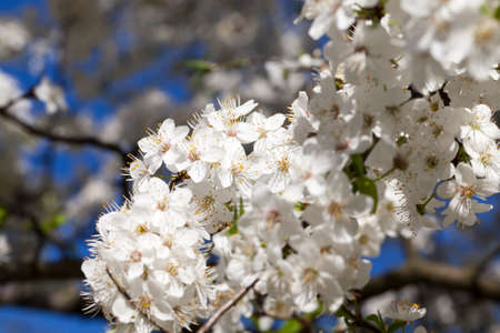 a large cluster of white flowers on the branches of the fruit tree cherry, springの写真素材