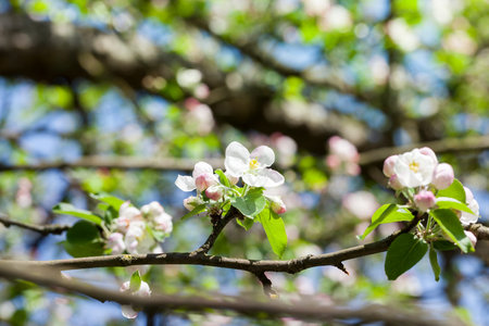 white pink fruit tree flowers in spring , plant details