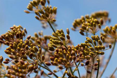 Ripe dill umbrellas of dark color against the blue sky, closeup