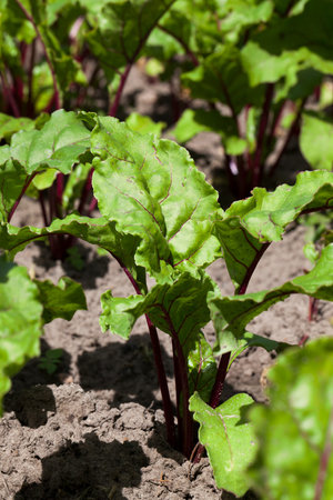 a field with red beet for cooking soups in Eastern Europe is a traditional dish