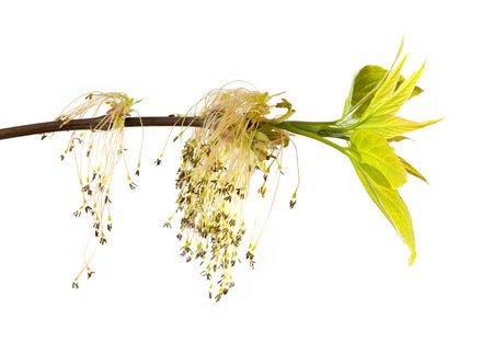 American maple stamen flowers during flowering, on white background