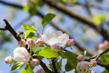 white pink flowers of an apple fruit tree during flowering in an orchard