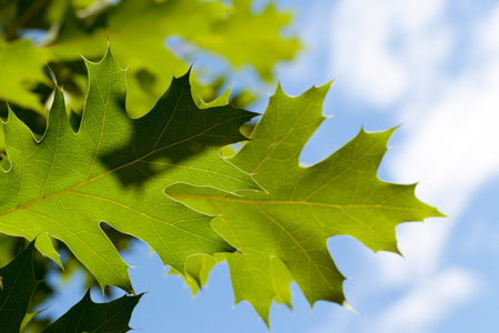 green oak foliage in spring, detail of branches with leaves, young oak tree