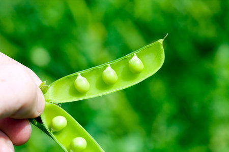 open pea pod with green grains, closeup in summer