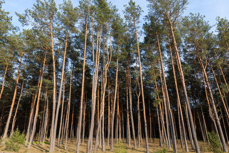 summer landscape in a pine forest in sunny weather,