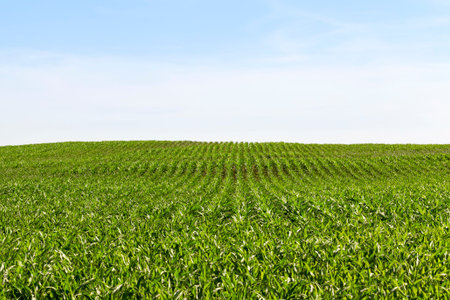 long rows of green corn in spring, agricultural activity, perspective