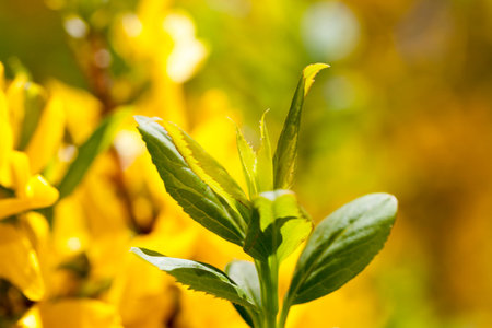 branch of a tree with foliage against a background of yellow flowers, spring