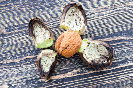 Walnuts on a wooden table, open from green peel, close-up of useful food harvest