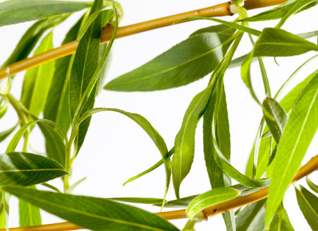 blooming buds with green leaves and willow flowers, closeup on a light background