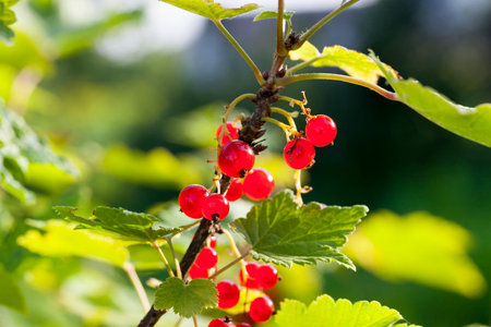 red currant berries on the branches of the bush, summer, dirty berries and smeared in dust, husk