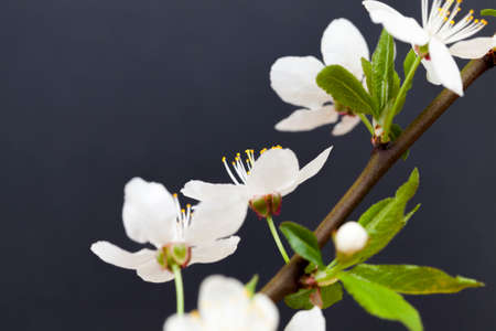 white flowers of a tree in spring, on a black backgroundの写真素材