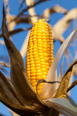damaged and moldy corn cobs, late un harvested crops
