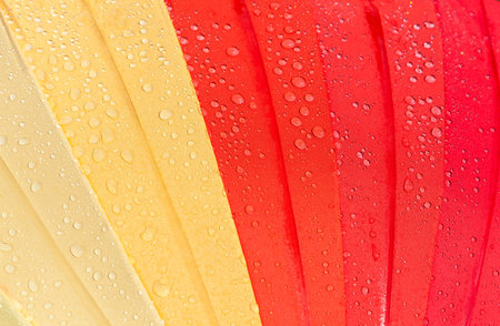 colorful umbrella with red color and shades, on the surface of which there are many drops of water,...