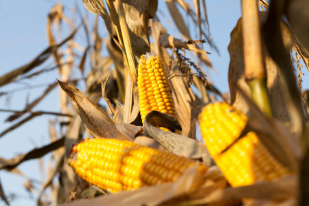 spoiled corn cobs with yellow grains, mid-autumn