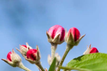 closed red buds of apple flowers in early spring, orchardの写真素材