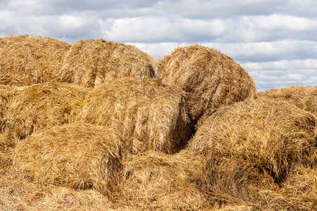 heap of round stacks of straw on the storage, closeup on the farm