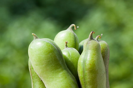 a few bean pods in the summer, details