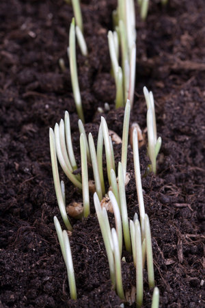 young wheat sprouts growing in rows on the field, spring