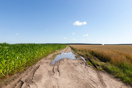 road in a field with puddles and mud after rain, for the movement of large agricultural machineryの写真素材