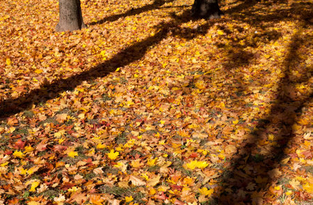 Sunny weather in the park in the autumn season, on the ground lies the yellow and orange leaves with...